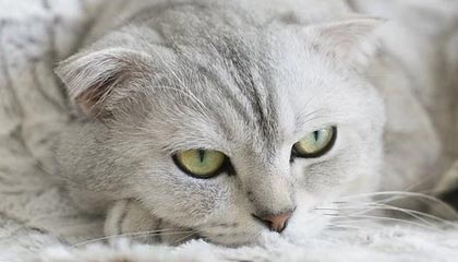 微密圈深度揭秘：八卦风波背后，明星在粉丝见面会的角色极其令人意外